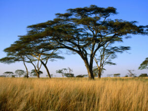 acacia