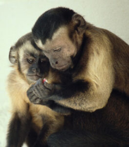 ape