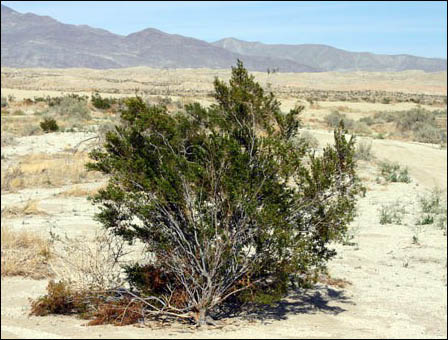 creosote