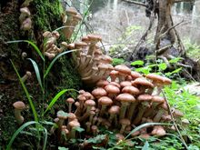 fungus