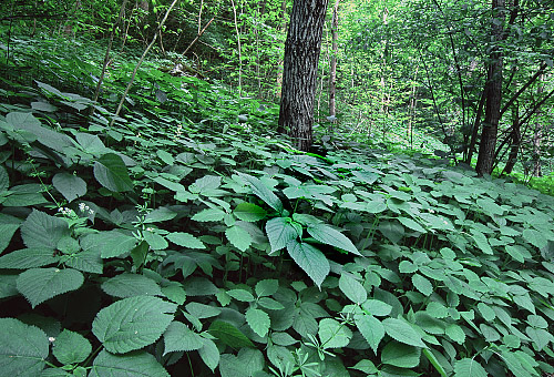 plant-jewelweed