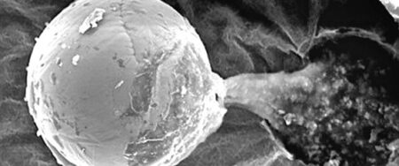 n SPACESEED large570 | UK Scientists: Aliens May Have Sent Space Seeds To Create Life On Earth