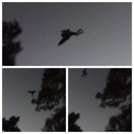 mothman SG5Rsn4 | What Is the Mothman?